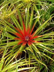 Bromelia humilis