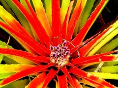 Bromelia humilis