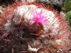 Melocactus curvispinus