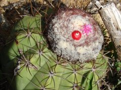 Melocactus curvispinus