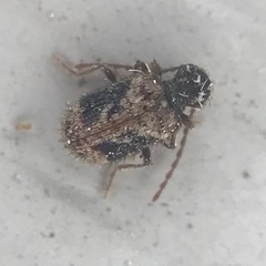 Ptinus texanus