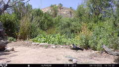 Corvus brachyrhynchos