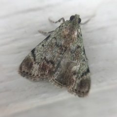 Epipaschia superatalis