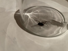 Steatoda