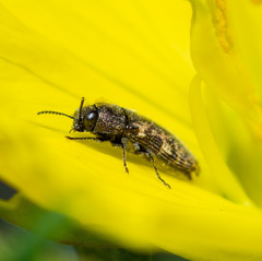 Acmaeodera neglecta neoneglecta