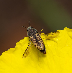 Acmaeodera neglecta neoneglecta