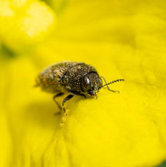 Acmaeodera neglecta neoneglecta