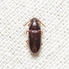 Pharaxonotha kirschii