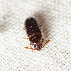 Pharaxonotha kirschii