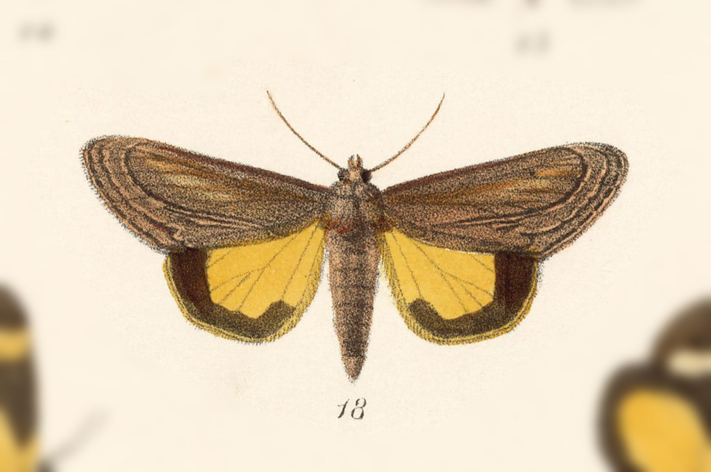 Gerrodes longipes