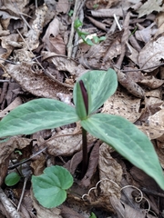 Trillium sessile