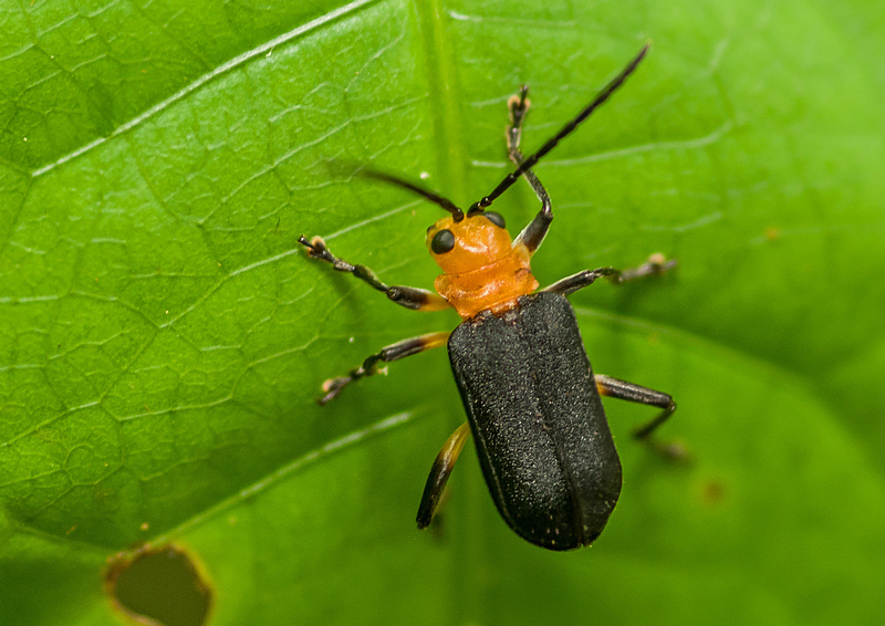Dircema ruficrus