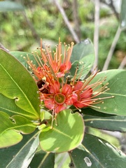 Xanthostemon youngii