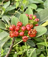 Xanthostemon youngii