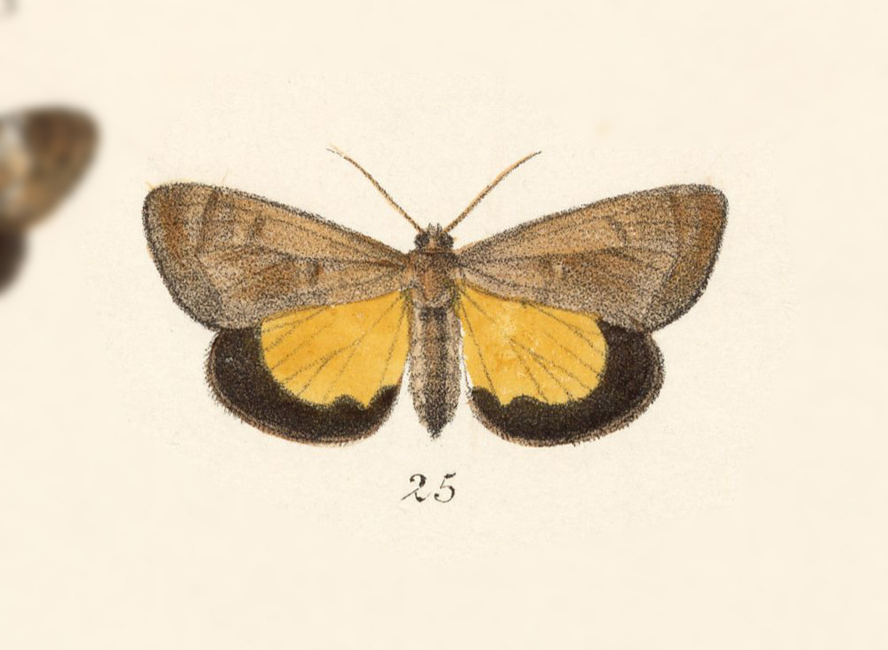 Darceta primulina