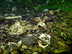 Pleuronichthys coenosus