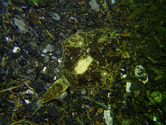 Pleuronichthys coenosus