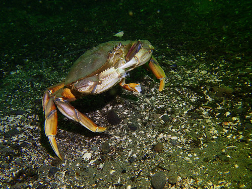 Dungeness Crab, photo 9 of 10