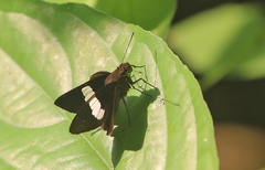 Notocrypta paralysos