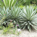 Caribbean Agave - Photo (c) Sterling Sheehy, some rights reserved (CC BY), uploaded by Sterling Sheehy
