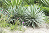 Caribbean Agave - Photo (c) Sterling Sheehy, some rights reserved (CC BY), uploaded by Sterling Sheehy