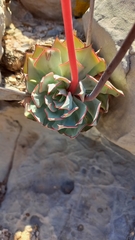 Echeveria strictiflora