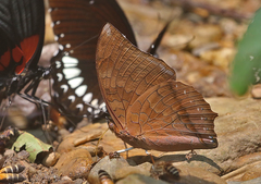 Charaxes bernardus