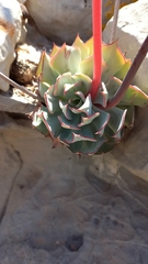Echeveria strictiflora