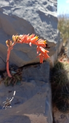 Echeveria strictiflora