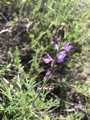 Lupinus truncatus