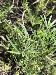 Lupinus truncatus