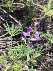 Lupinus truncatus