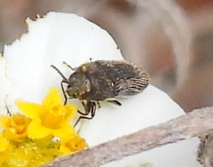 Acmaeodera neglecta neoneglecta