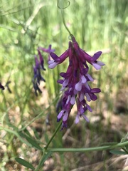 Vicia villosa