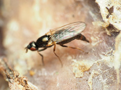 Prochyliza xanthostoma