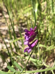 Vicia villosa