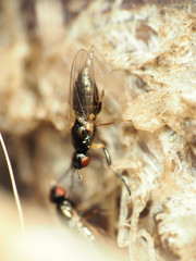 Prochyliza xanthostoma