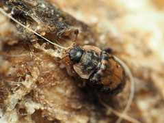 Omosita discoidea