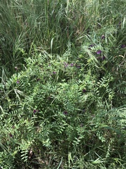 Vicia villosa