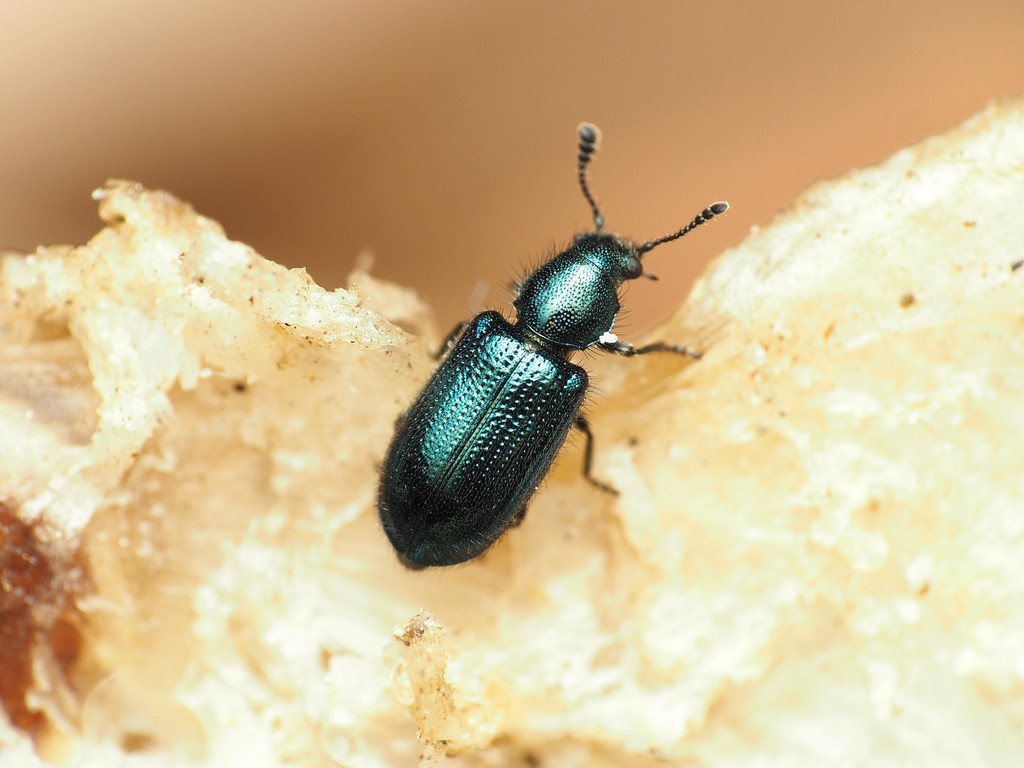 Violet checkered beetle