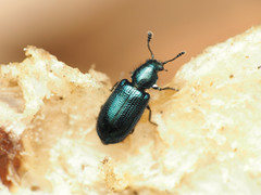Necrobia violacea
