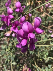 Lathyrus vestitus alefeldii