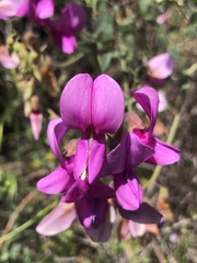 Lathyrus vestitus alefeldii