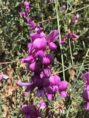 Lathyrus vestitus alefeldii