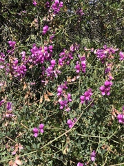 Lathyrus vestitus alefeldii