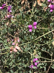 Lathyrus vestitus alefeldii