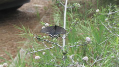 Battus philenor hirsuta