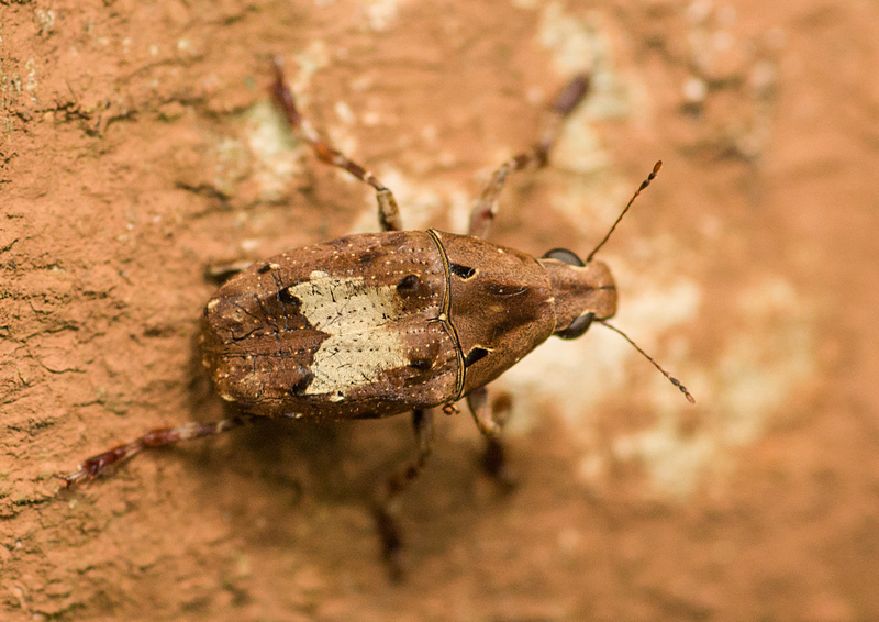 Euparius sellatus