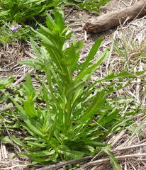 Helenium microcephalum