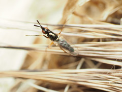 Prochyliza xanthostoma